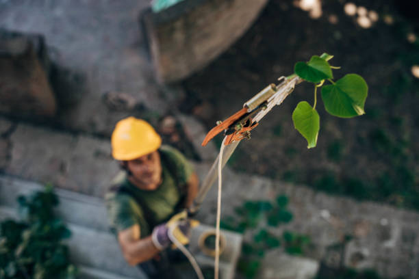 How Our Tree Care Process Works  in  Montgomery, AL